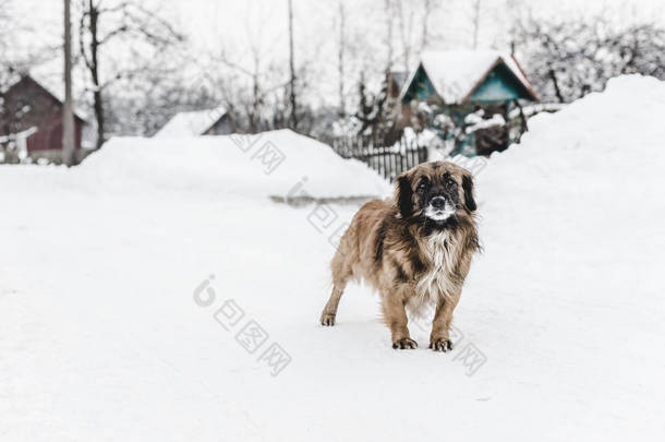 狗站在被雪覆盖的房子附近的<strong>选择性</strong>焦点