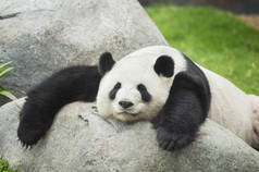 大熊猫熊睡觉