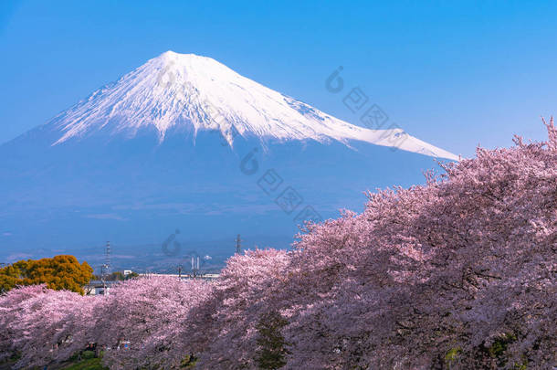 <strong>富士山</strong> (<strong>富士山</strong>) 与盛开美丽的粉红色樱花 (樱花) 在春天的阳光明媚的日子与蓝天<strong>自然</strong>背景