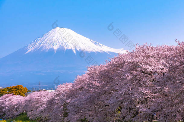 富士山 (富士山) 与盛开美丽的粉红色樱花 (樱花) 在春天的阳光明媚的日子与蓝天自然背景