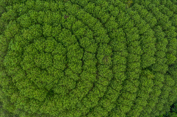空中俯瞰橡胶树林，俯瞰橡胶树和人工林.