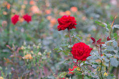美丽的红玫瑰与绿叶在花园，春天.
