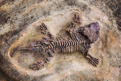 化石恐龙蜥蜴岩石上的史前蜥蜴骨架化石