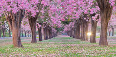 春天公园一排排盛开的樱花树的全景照片