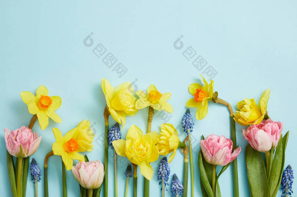 蓝色背景上的粉红色郁金香、黄色水仙花和蓝色风信子的顶视图
