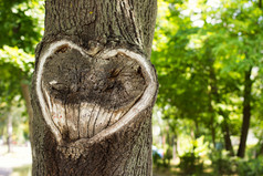 心在树皮的 tree.tree 与心的形状。心木切纹理