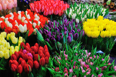 色彩艳丽的郁金香，在花卉市场上出售