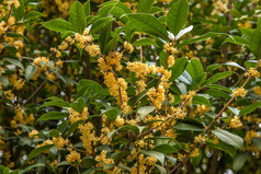 昆明世博会桂花香味