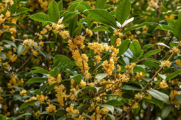 昆明世博会桂花香味