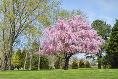 垂柳树盛开，粉色的花朵