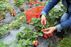 女性收获草莓