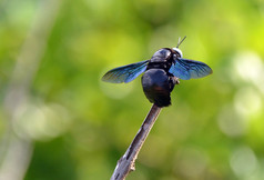 大黑蜜蜂飞行的昆虫，坐在一根小树枝上的颜色