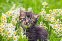 花草坪上的小猫