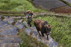 Asian farmer holding a bridle brown bull, climbing uphill.