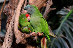 依偎绿色鹦鹉显示对彼此的爱.