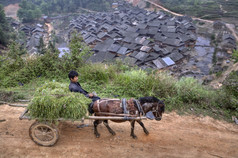 马驱动满干草和中国农民的马车.