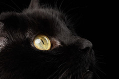 特写黄色眼睛的黑猫咪的鼻子就背景