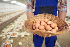 农夫控股篮子装满了鸡蛋