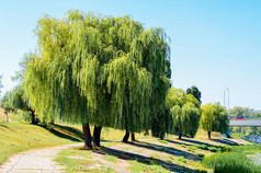 柳树和路径在银行的池塘的现场图片