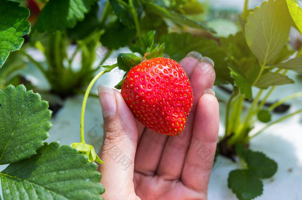 工业增长的<strong>草莓</strong>，无土栽培<strong>草莓</strong>行人工林，生长在温室里，<strong>草莓</strong>田，室内的<strong>草莓</strong>农场，里面的新鲜<strong>草莓</strong>栽培<strong>草莓</strong>