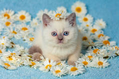 可爱的小猫咪坐在菊花花上