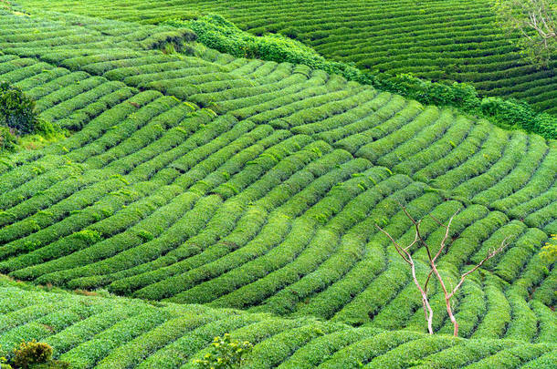 早上在高地的绿<strong>茶山</strong>。这个茶园已经存在了一百多年，是该地区最大的茶园，也是出口茶园。