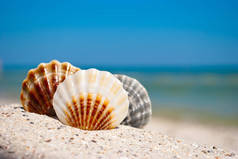 三海美丽的贝壳在黄色沙子在蓝色海的背景和白色波浪蓝色天空夏天假期暑假夏天天热的海滩