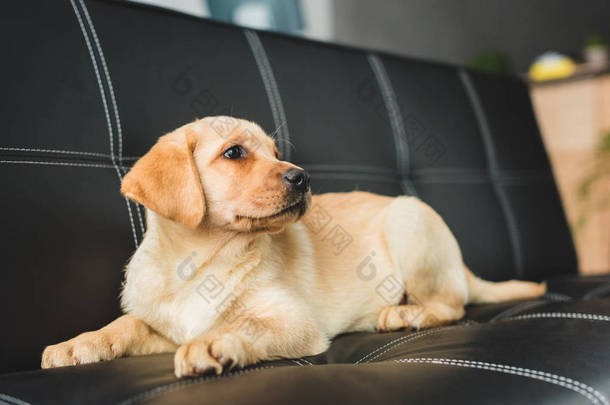 拉布拉多小狗在真皮沙发上的特写视图