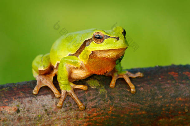 欧洲树蛙, 雨蛙 arborea, 坐在草稻草上, 有清晰的绿色<strong>背景</strong>。美丽的绿色两栖动物在自然栖息地。<strong>河边</strong>草地上的野青蛙栖息地.