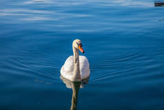宁静的景色, 美丽的白天鹅漂浮在平静的水面上