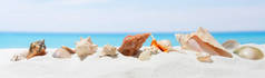 横幅夏季背景白沙。海滩上的贝壳.