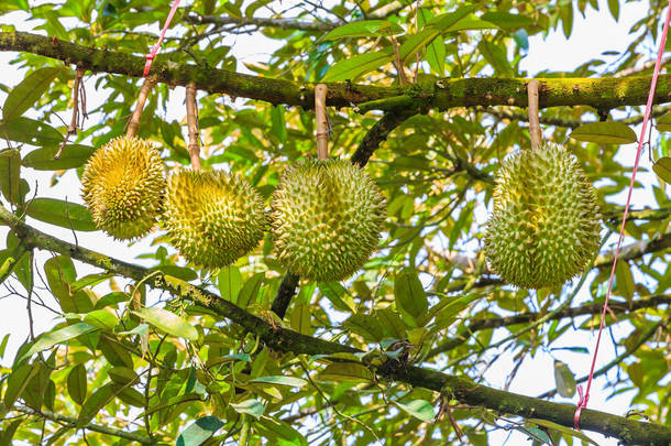 新鲜的孟通 （代号 D159） 或金枕头榴莲，其在果园里的树上的热带水果之王