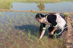 苗族在老挝的传统民族服饰稻田工作