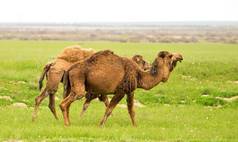 绿草春季骆驼