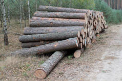 落叶林中的一堆木头。一块木头排列在另一个上面。季节-秋天