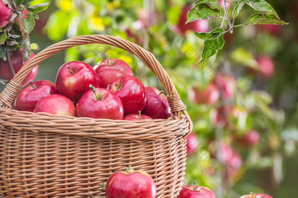 <strong>新鲜</strong>成熟的<strong>红苹果</strong>在木篮子在花园桌上.