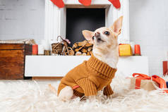 可爱的吉娃娃狗在毛衣坐在地板上的圣诞礼物附近