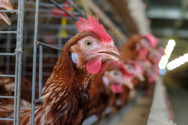 蛋鸡鸡用多级生产线输送机生产的鸡卵家禽养殖场、蛋鸡农场、农业技术装备厂。有限景深.