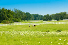 马场的绿色牧场上的马。乡村夏季风景.