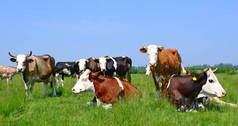 在夏天乡村景观的夏季牧场上的牛