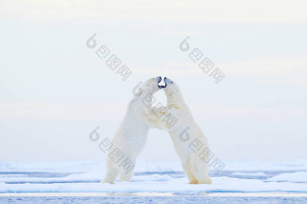 北极<strong>熊</strong>在冰上跳舞。挪威斯瓦尔巴, 两个北极<strong>熊</strong>在与雪漂流的冰上充满了爱, 在自然栖息地有白色的<strong>动物</strong>。在雪地里玩耍的<strong>动物</strong>, 北极的野生<strong>动物</strong>。来自大自然的有趣形象.