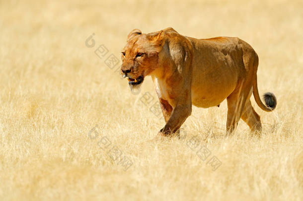 在纳米比亚的埃托沙 (epa), 愤怒的大母狮。非洲狮子走在草地上, 有美丽的傍晚光线。来自大自然的野生动物场景。动物在栖息地。非洲的野生动物园.