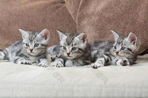 三个小猫兄弟在这方面