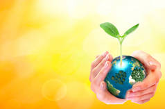 世界环境日概念: 人类手拿着大成长树和地球地球在阳光明媚的春天背景