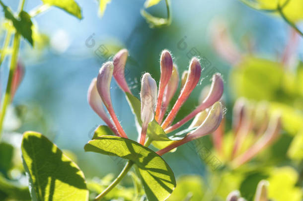 金银花花, 俗称金银花, 常见金银花, 欧洲金银花或木本, 夏季在花园开花。软对焦.