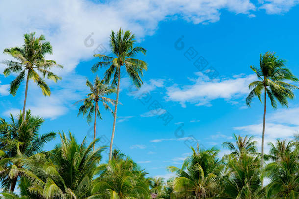 椰子树对着蓝天和白云。夏季和天堂海滩的概念。热带椰子树。岛上的暑假。阳光明媚的日子里, 在热带海边度假胜地的椰子树.