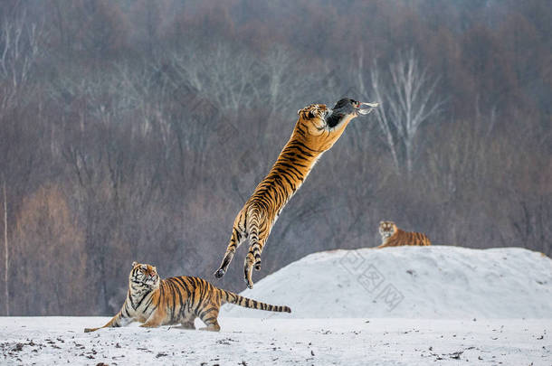 西伯利亚虎在冬季森林林空地上捕捉猎物, 西伯利亚虎园, 衡丹江公园, 乌丹江, 中国, 哈尔滨, 中国.