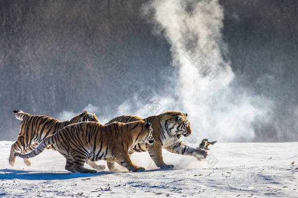 <strong>哈尔滨</strong>市污泥道河子公园西伯利亚虎公园雪山林林间猎禽群.