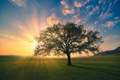 神奇的日出与温暖的阳光, 绿色的草地和大树