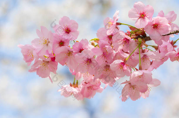 春暖花开春花盛开的武汉东湖樱花花园